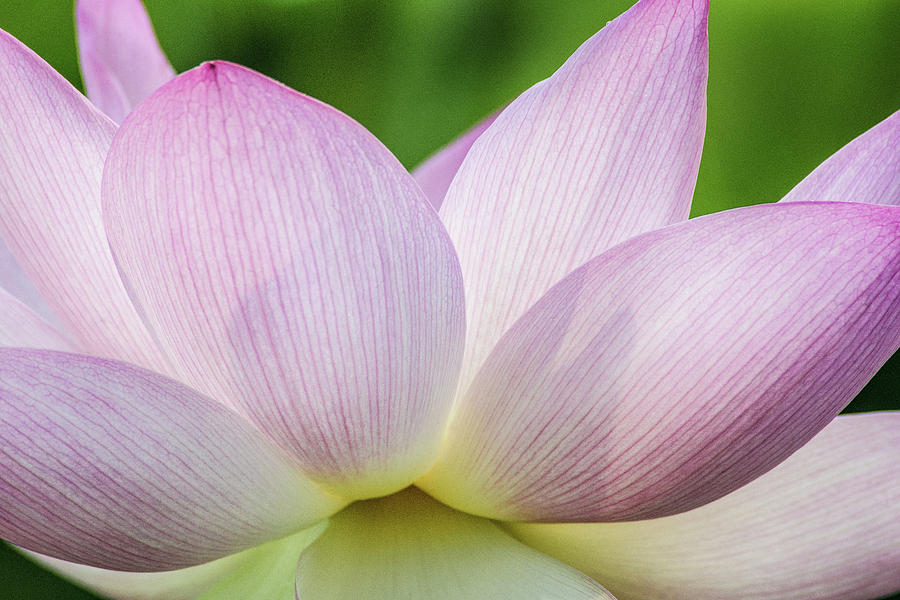 Lotus flower representing Ayurvedic fertility wisdom